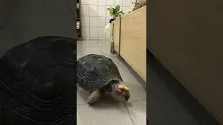 Yurtle the Turtle 