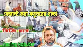 রেস করা ওরজিনিয়াল রেসার কবুতরের বাচ্চা বিক্রি হবে ইমরান ভাইয়ের খামার Racing pigeons loft mohsintv