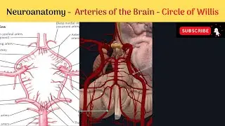 Neuroanatomy | Blood supply of the Brain | Arteries of the Brain -  Circle of Willis