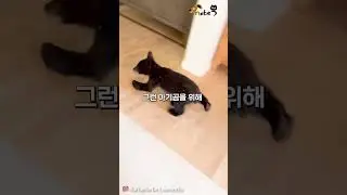 집에 불쑥 들어온 새끼곰