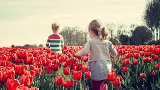Bloom - Efflorescence