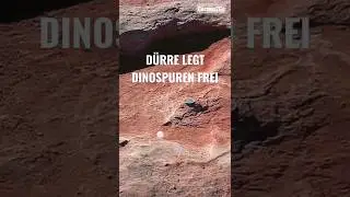 Dürre legt etwas in Texas frei (Reupload) | Dinosaurierspuren |  Acrocanthosaurus #shorts