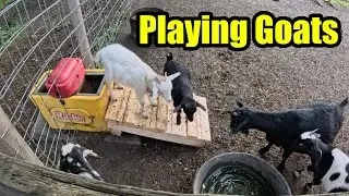 Peaceful Morning Farm Chores