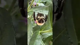 I feel like bumble bees are like the golden retrievers of polinators