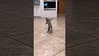 #котики