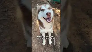All dogs BEWARE!!!