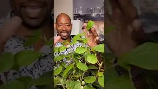 Mistletoe Ficus make great beginner houseplants