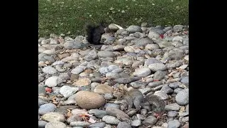 Hide, squirrels! Again a man with nuts and a camera came!