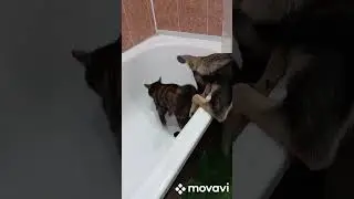 Ксюша не знает куда от них спрятаться🥰🥰🥰 😅😅😅😅😅
