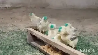 Жу́жа бокиш сирлари ту́лик варянти фарходТВ да