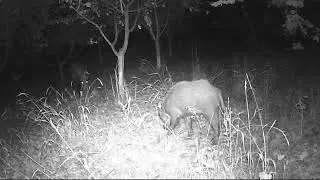 camara caza en el bosque impresionante lo capturado #paranormal #espiritus #duendes #bosques