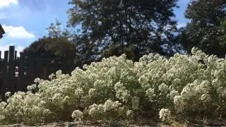 Flower Bed Time Lapse