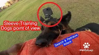 Sleeve training dogs point of view