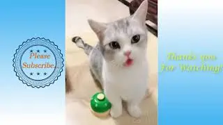 Cutest Pets Compilation 2021.....Dogs & Cats fighting, Funny behaviors of pets... Try not to laugh..