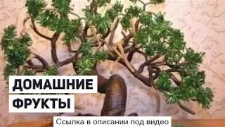Экодар деревья - экодар гибридные мини деревья - экодар! гибридные мини-деревья.