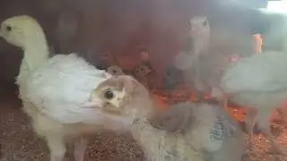 Курица готовится к новому месту, а все индюшата уже вместе.