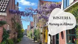Amazing Wisteria and a Sunny Morning in Alkmaar -- 4K