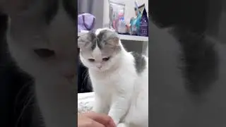 masa pegang saja gak boleh kucing❓🥰🥰 #shorts #cat #kucing