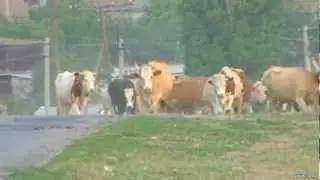 ЛОЗНОЕ Утро 16 июня 2012  Morgen im Dorf