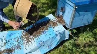 Дедовский Способ Заселения Роя.