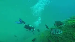 Tranquility of diving.