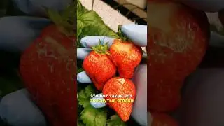Сколько сахара в клубнике? 