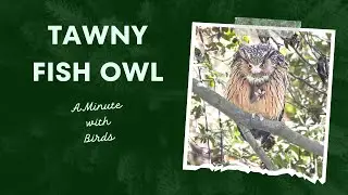 Tawny Fish Owl || Rare Owl Preening || A minute with Birds