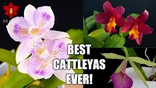 Best & Most Rewarding Cattleya Orchid Plants I Recommend to Beginners!