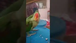 angry parrot on slay ! #bird #parrot #funny #slay #shortsfeed #shorts