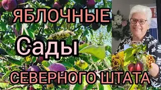 США.OPEN DOOR.ЯБЛОЧНЫЕ САДЫ ВИСКОНСИНА.#америка#americanlife