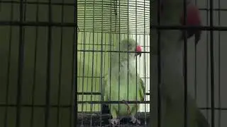 Bolne Wala Parrot | Talking Parrot | Parrot Video | Parrot Speaking | Sharek’s  #short #shorts