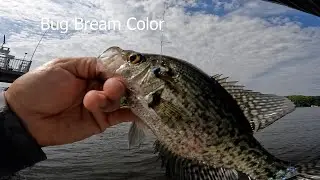 Bug The Crappie  To  Bite