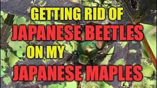 How To Remove Japanese Beetles From Your Japanese Maples - Gardening 101