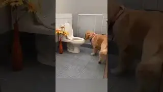 Smart Dog||Funny Dog #FunnyCats #FunnyDogs #Shorts