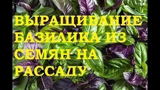Выращивание базилика из семян на рассаду