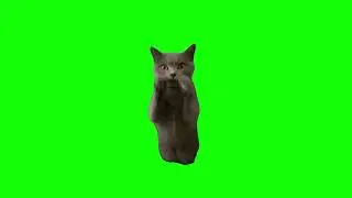 Top 3 Cute Cat Memes | Green Screen HD