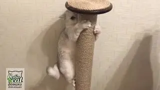 CatioCat — устойчивые когтеточки для кошек!