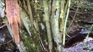 'Box of Stones' (Official video) - Benjamin Francis Leftwich