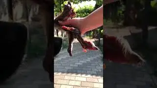 Лучшие моменты трансляции 