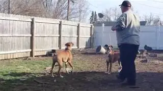 Boxers & Bubbles