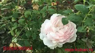 Японская Роза Мисаки