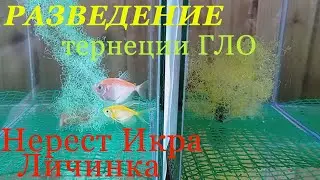 Разведение тернеции ГЛО  Нерест Икра Личинка