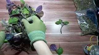 Как оживить хилое и засохшее комнатное растение. Полное видео. 