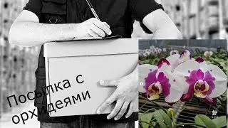 Без названия