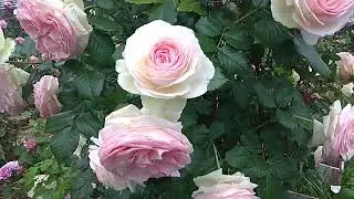 Пьер де Ронсар.