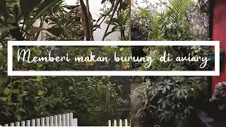 memberi makan burung di aviary