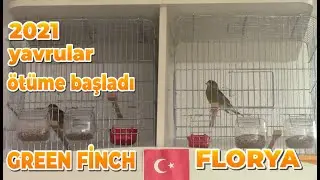 Florya Kuşu Ötüş | 2021 Yavrusu Örtü Yok, İlk Ötüşlerini Yapıyor 👍😉