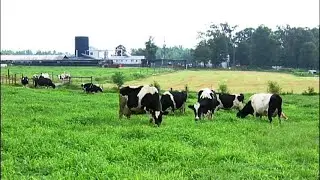 The 12 Aprils System: Revolutionizing Dairy Farming with Crop Rotation