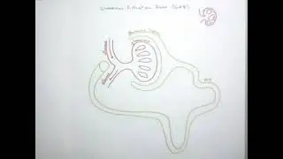 2  Excretion   2