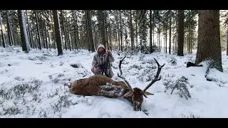 Polowanie na jelenie. Hunting deer. Hunting in Poland. 3/2020